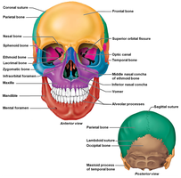 Anterior and posterior views of the skull with labeled bones and sutures
