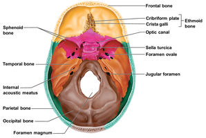 Inferior view of the cranial base with labeled foramina and bones