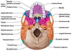 Inferior view of the skull with labeled bones and foramina