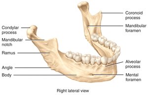 Lateral view of the mandible with labeled anatomical features