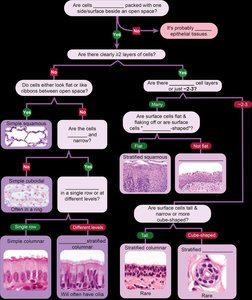 Human Tissue Flow Chart.pdf Anatomy & Physiology Study Guide: Tissue Structure & Function | Notes