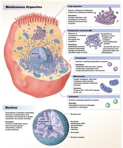 Diagram of membranous organelles and nucleus in a eukaryotic cell