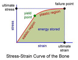 Stress-Strain Curve of the Bone