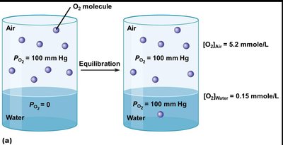 Oxygen equilibration between air and water