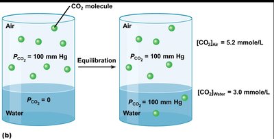 CO2 equilibration between air and water