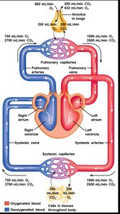 Diagram of blood flow through pulmonary and systemic circuits