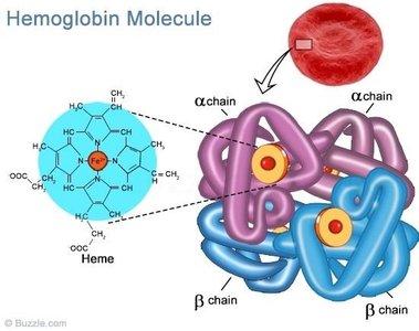 Structure of hemoglobin molecule, showing heme and globin chains