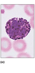 Basophil under microscope