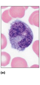 Monocyte under microscope