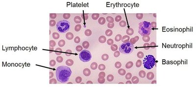 Blood smear showing different types of formed elements