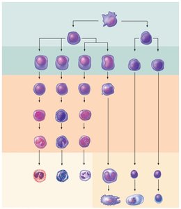 Developmental pathway of leukopoiesis