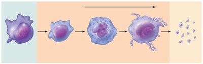 Developmental pathway of platelets from stem cell to platelet