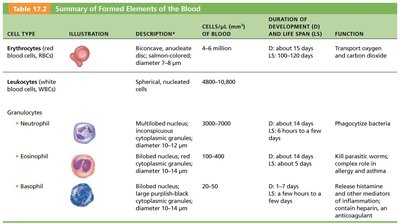 Summary table of formed elements of the blood (part 2)