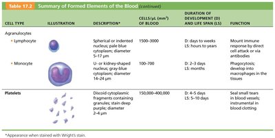 Steps of hemostasis: vascular spasm, platelet plug formation, coagulation