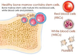 Bone marrow stem cells maturing into RBCs, WBCs, and platelets