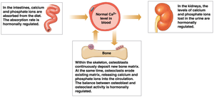 Organs involved in calcium homeostasis