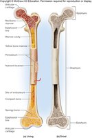 Gross structure of a long bone