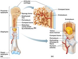 Detailed anatomy of a long bone with blood supply