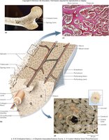 Microscopic structure of compact bone