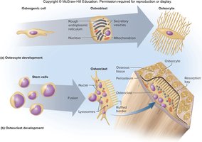 Development and function of bone cells