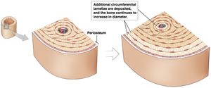 Appositional bone growth