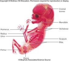 Embryonic skeleton showing developing bones