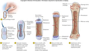 Stages of endochondral ossification