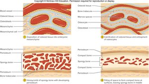 Stages of intramembranous ossification