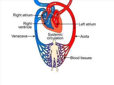 Diagram of systemic circulation showing heart chambers, aorta, vena cava, and blood flow through tissues
