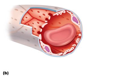Diagram of a fenestrated capillary with labeled structures