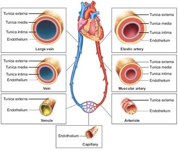 Diagram of a vein showing tunica externa, tunica media, tunica intima, and endothelium