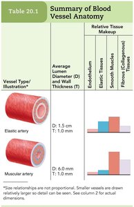 Summary table of blood vessel anatomy: elastic and muscular arteries