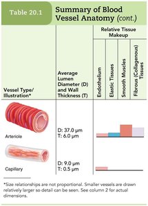 Summary table of blood vessel anatomy: arterioles and capillaries