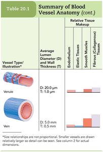 Summary table of blood vessel anatomy: venules and veins
