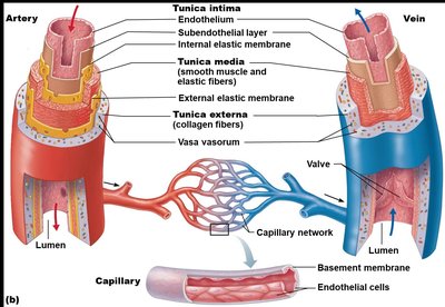 Diagram comparing the structure of artery, vein, and capillary, showing tunics and valves