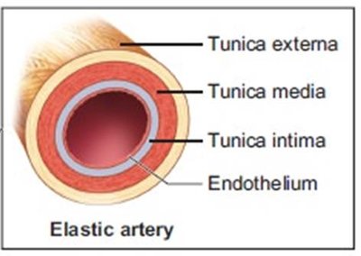 Cross-section of an elastic artery showing tunica externa, tunica media, tunica intima, and endothelium