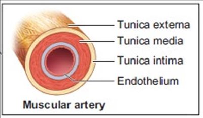 Cross-section of a muscular artery showing tunica externa, tunica media, tunica intima, and endothelium