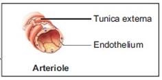 Diagram of an arteriole showing tunica externa and endothelium