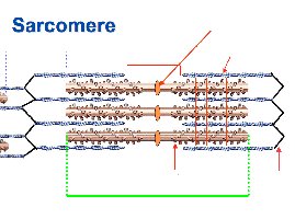 Sarcomere structure diagram