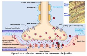 Axon of motor neuron at the neuromuscular junction