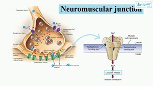 Neuromuscular junction and acetylcholine receptor
