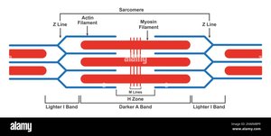 Labeled sarcomere with bands and lines