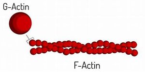 G-actin and F-actin structure