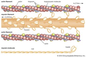 Arrangement of actin, myosin, troponin, and tropomyosin in muscle