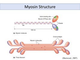 Myosin molecule and thick filament structure