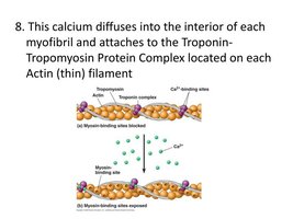 Calcium binding to troponin and exposure of myosin binding sites