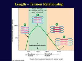 Length-tension relationship in muscle fibers