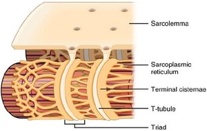Sarcoplasmic reticulum, T-tubule, and triad structure