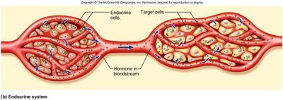 Diagram of hormone secretion from endocrine cells to target cells via bloodstream