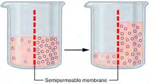 Osmosis across a semipermeable membrane